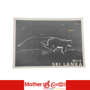 Wild Sri Lanka Monkey Postcard – Mother Sri Lanka Collection