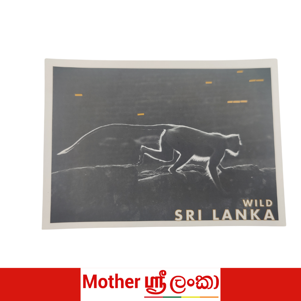 Wild Sri Lanka Monkey Postcard – Mother Sri Lanka Collection